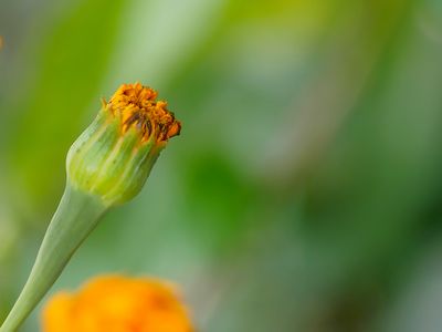 Marigold Bud