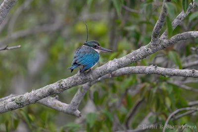 Collared Kingfisher