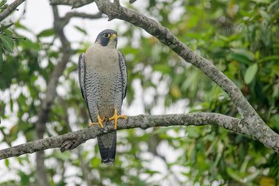 Perigrine Falcon