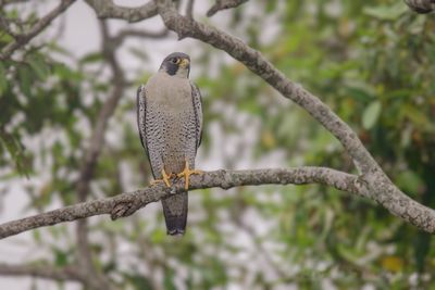 Perigrine Falcon