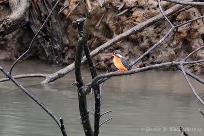 Common Kingfisher