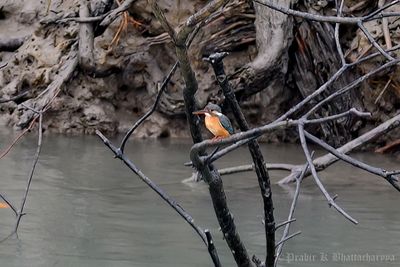 Common Kingfisher