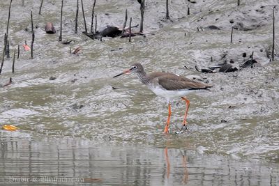 Common Redshank