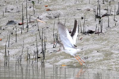 Common Redshank