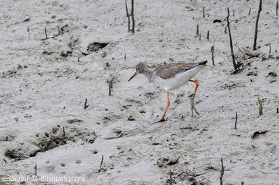 Common Redshank