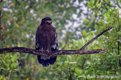 Crested Serpent Eagle