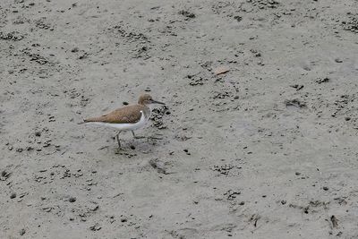 Common Sandpiper