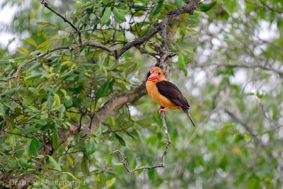 Brown-winged Kingfisher