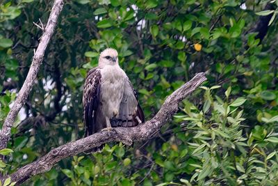 Changeable Hawk Eagle