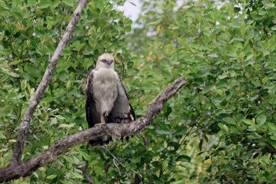 Changeable Hawk Eagle