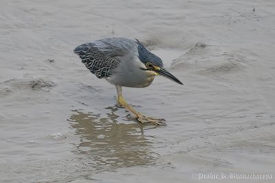 Striated Heron