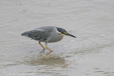 Striated Heron