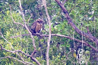 Buffy Fish Owl