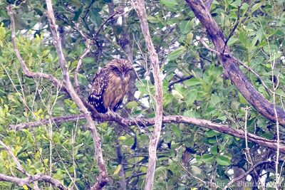 Buffy Fish Owl