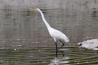 Large Egret (Great White Heron)