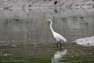 Large Egret (Great White Heron)