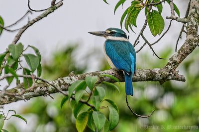 Collared Kingfisher