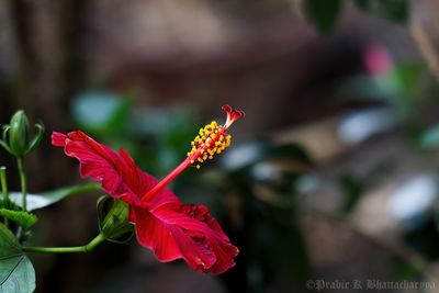 Hibiscus Stigma