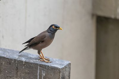 Common Myna