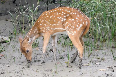 Cheetal Doe