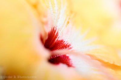 Heart of a Hibiscus