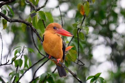 Brown-winged Kingfisher