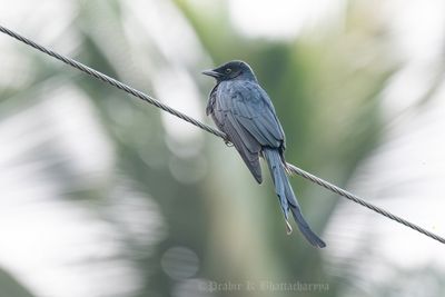 Black Drongo