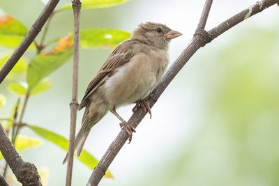 House sparrow