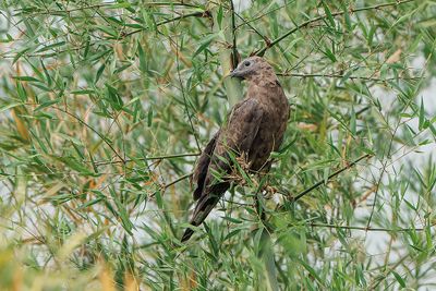 Oriental Honey-buzzard