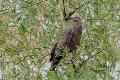 Oriental Honey-buzzard