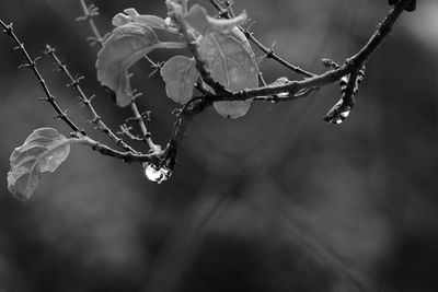 Droplets