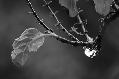 Portfolio: Monochromes