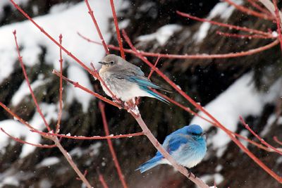 Small Bird Gallery