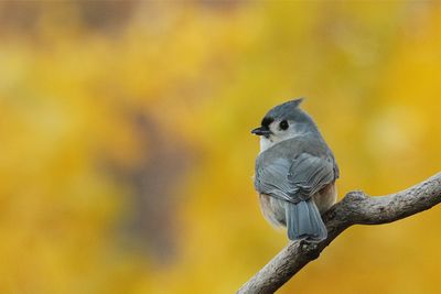 Mésange bicolore / Tufted Titmouse