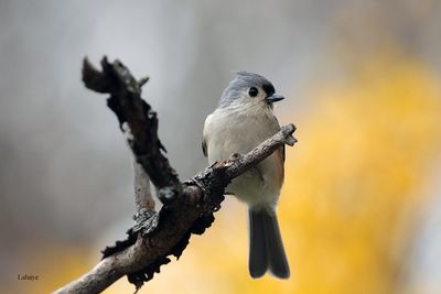 Mésange bicolore / Tufted Titmouse