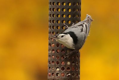 Sittelle à poitrine blanche male / White-breasted Nuthatch