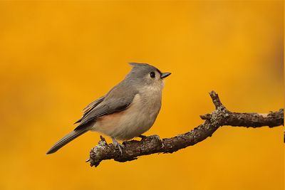 Mésange bicolore / Tufted Titmouse