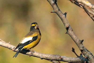 Gros-bec errant / Evening Grosbeak