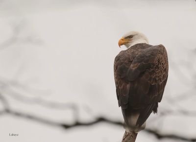 Pygargue à tête blanche / Bald Eagle