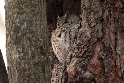 Petit-duc maculé / Eastern Screech-Owl