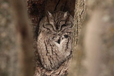 Petit-duc maculé / Eastern Screech-Owl