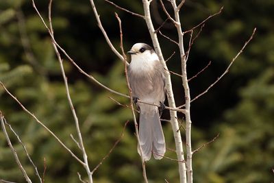 Mésangeai du Canada / Gray Jay