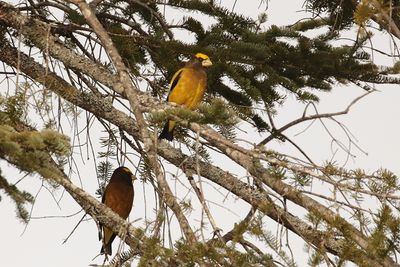 Gros-becs errants / Evening Grosbeaks