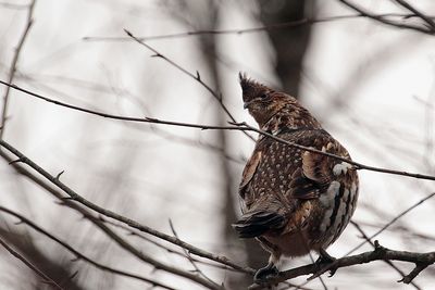 Gélinotte huppée / Ruffed Grouse