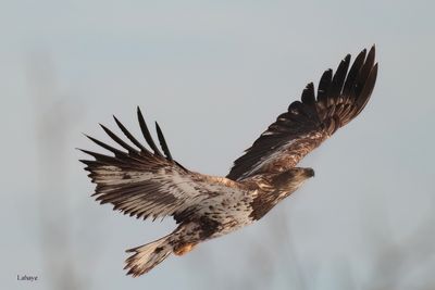 Pygargue juvénile / Bald Eagle