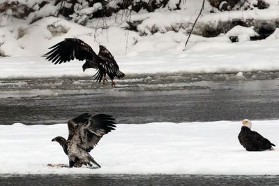 Pygargues juvéniles // Bald Eagles