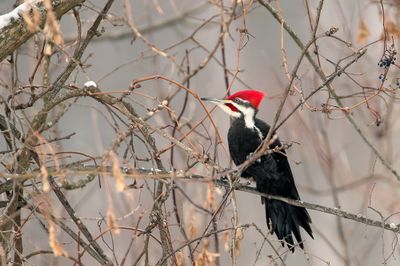Grand pic/ Pileated Woodpecker