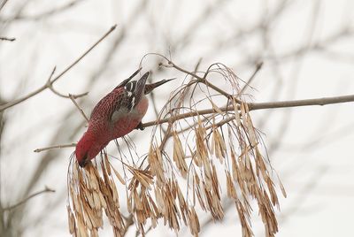 Durbec des sapins / Pine Grosbeak