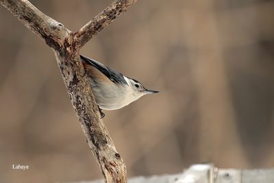 Sittelle  poitrine blanche / White-breasted Nuthatch