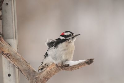 Pic mineur male / Downy Woodpecker